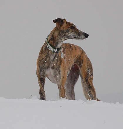 files/_uploads/katatjuta/meine hunde/6346[1].jpg
